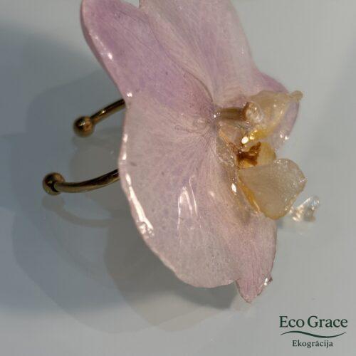 Akcentgredzens - "Maigi rozā" Akcentgredzens - "Maigi rozā"