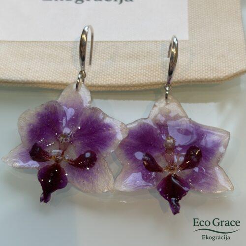 Tests Auskari orhideja "Violeta"