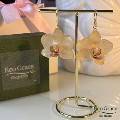 IMG_0759 Auskari "Orhideja- Dzeltena"